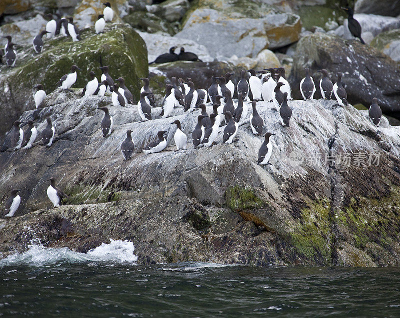 Common Guillemots (Uria Aalge) Thin-billed Murre